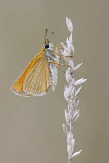 Large Skipper Butterfly Drucke: Large skipper (Ochlodes sylvanus)