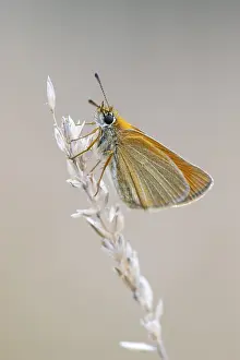 No People Natural Environment Drucke: Large skipper (Ochlodes sylvanus)