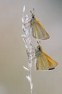 Deserted Habitat Photography Drucke: Large skipper (Ochlodes sylvanus)