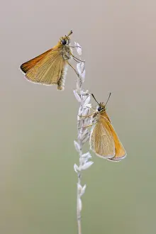 Large Skipper Butterfly Drucke: Large skipper (Ochlodes sylvanus)
