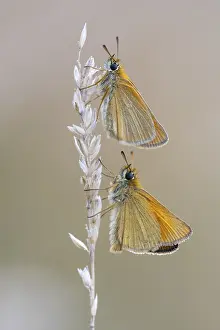 Natural Environment Germany Drucke: Large skipper (Ochlodes sylvanus)