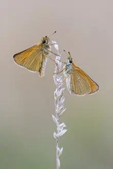 Large Skipper Butterfly Drucke: Large skipper (Ochlodes sylvanus)
