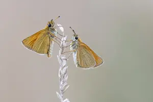 Large Skipper Butterfly Drucke: Large skipper (Ochlodes sylvanus)