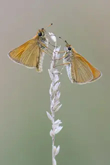 Large Skipper Butterfly Drucke: Large skipper (Ochlodes sylvanus)