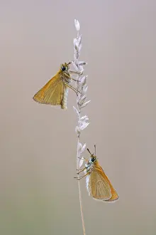 Diurnal Skipper Butterfly Drucke: Large skipper (Ochlodes sylvanus)