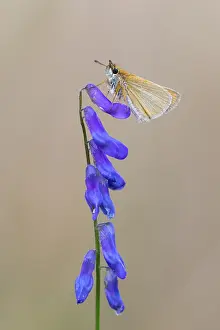 European Skipper Butterflies Drucke: Large skipper (Ochlodes sylvanus)