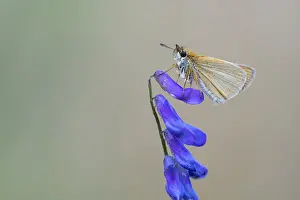 Large Skipper Butterfly Drucke: Large skipper (Ochlodes sylvanus)