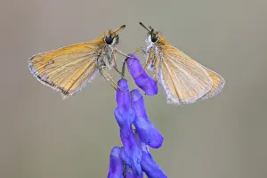 Central Europe Natural Environments Drucke: Large skipper (Ochlodes sylvanus)