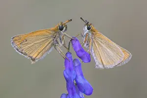Large Skipper Butterfly Drucke: Large skipper (Ochlodes sylvanus)
