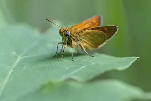 Großer Wiesenvögelchen (Ochlodes sylvanus)