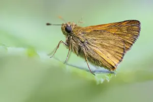 Ochlodes Sylvanus Drucke: Large skipper (Ochlodes sylvanus)