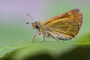 Deserted Dutch Landscape Drucke: Large skipper (Ochlodes sylvanus)