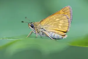 Ochlodes Sylvanus Drucke: Large skipper (Ochlodes sylvanus)