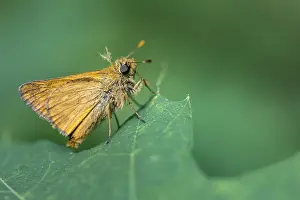 Ochlodes Sylvanus Drucke: Large skipper (Ochlodes sylvanus)