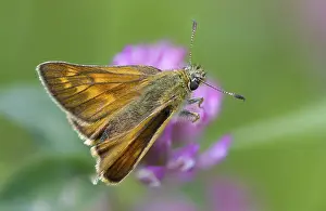Bilder Datiert 10. Juni 2024: Large skipper butterfly print