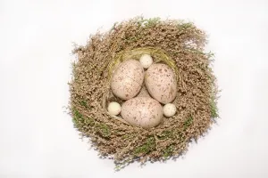 Brown Eggs Drucke: Large and small eggs in a nest