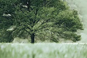 Deciduous Tree In Spring Drucke: Large, spreading deciduous tree in spring with green leaves