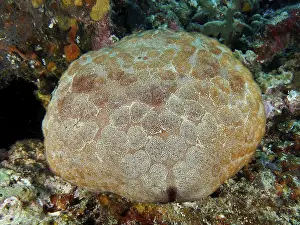Bilder Datiert 29. Juli 2024: Large cushion starfish print