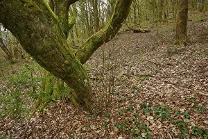 Odenwald Forest Landscape Drucke: A large tree, covered with moss