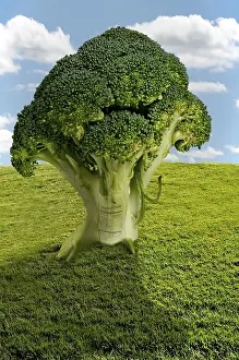 Farmland Landscape Photography Drucke: Large tree of delicious and nutritious broccoli in a field