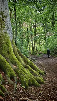 German Countryside Photo Drucke: Large tree with moss-covered roots in a dense forest