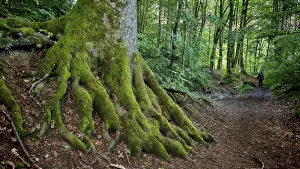 Upper Franconia Scenery Drucke: Large tree with moss-covered roots in a dense forest