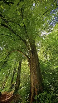 Franconian Forest Drucke: Large tree next to a narrow path in a dense