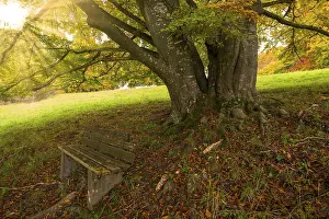 Swabian Alb Biosphere Reserve Drucke: Large tree with sturdy trunk, bench in the foreground