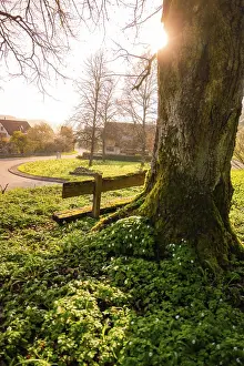 German Village Scene Drucke: A large tree with sunlight through the branches
