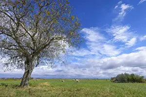 Cloudy Sky Landscape Photography Drucke: Large tree on a wide meadow under a cloudy sky