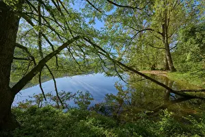 Central European Landscape Photography Drucke: Large trees lean across a clear river with perfect reflection of the sky