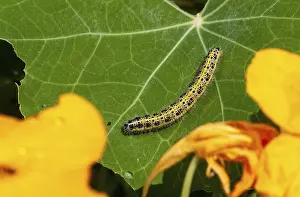 Große Weißflügel, Pieris brassicae, Schmetterling.