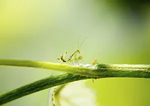 Mantis Larva Drucke: Larva of the mantis. Nymph mantis