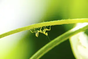 Common Grape Vine Cultivation Drucke: Larva of the mantis. Nymph mantis