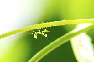 Insect Development Stages Drucke: Larva of the mantis. Nymph mantis
