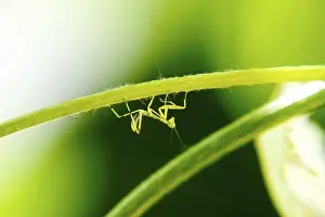 Mantis Larva Drucke: Larva of the mantis. Nymph mantis