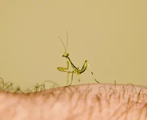Mantis Larva Drucke: Larva of the mantis. Nymph mantis