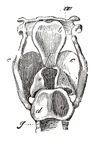 Human Body Illustration Drucke: Larynx, anatomical illustration