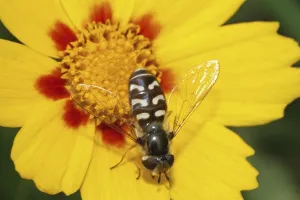 Natural Habitat Drucke: Late Large-fronted Hoverfly