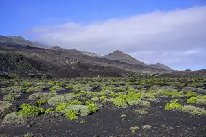 Lava Field Photography Drucke: Lava fields with fresh greenery