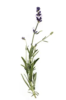 True Lavender Drucke: Lavender