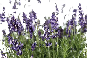 Common Lavender Plant Drucke: Lavender