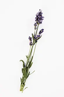 Common Lavender Plant Drucke: Lavender branch