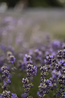Serene Atmosphere Drucke: A lavender field in full bloom