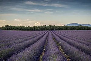 Provence Lavender Bloom Drucke: Lavender field in evening light