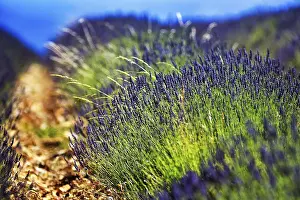 Fragrant Lavender Blossom Drucke: Lavender field in the evening light