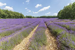 Lavender Fields In Provence Drucke: Lavender fields in bloom in Provence