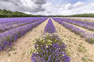 Fragrant Lavender Blooms Drucke: Lavender fields in bloom in Provence