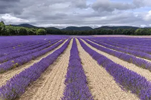 Provence Landscape Photography Drucke: Lavender fields in bloom in Provence