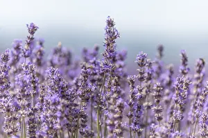 Provence Landscape Photography Drucke: Lavender fields in bloom in Provence